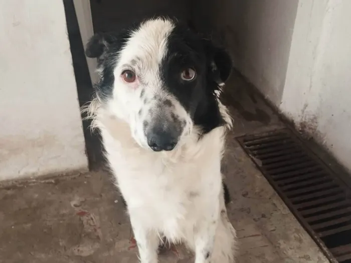 Cachorro ra a SRD-ViraLata idade 3 anos nome Tobias