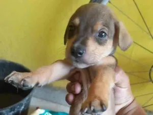 Cachorro raça SRD-ViraLata idade 2 a 6 meses nome Messi 