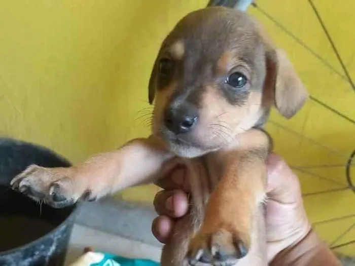 Cachorro ra a SRD-ViraLata idade 2 a 6 meses nome Messi 