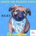 Ricky