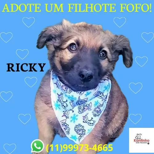 Cachorro ra a SRD-ViraLata idade 2 a 6 meses nome Ricky