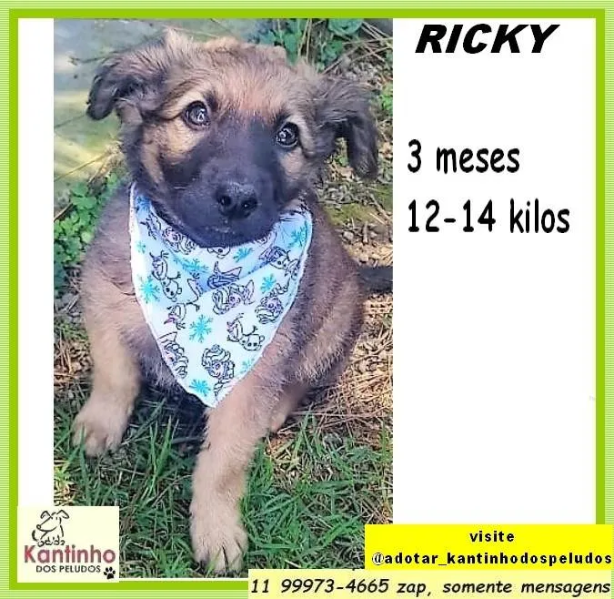 Cachorro ra a SRD-ViraLata idade 2 a 6 meses nome Ricky