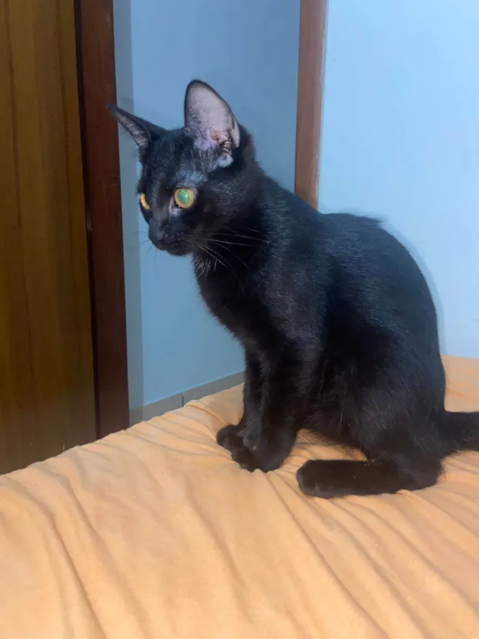 Gato ra a SRD-ViraLata idade 2 a 6 meses nome Valeria