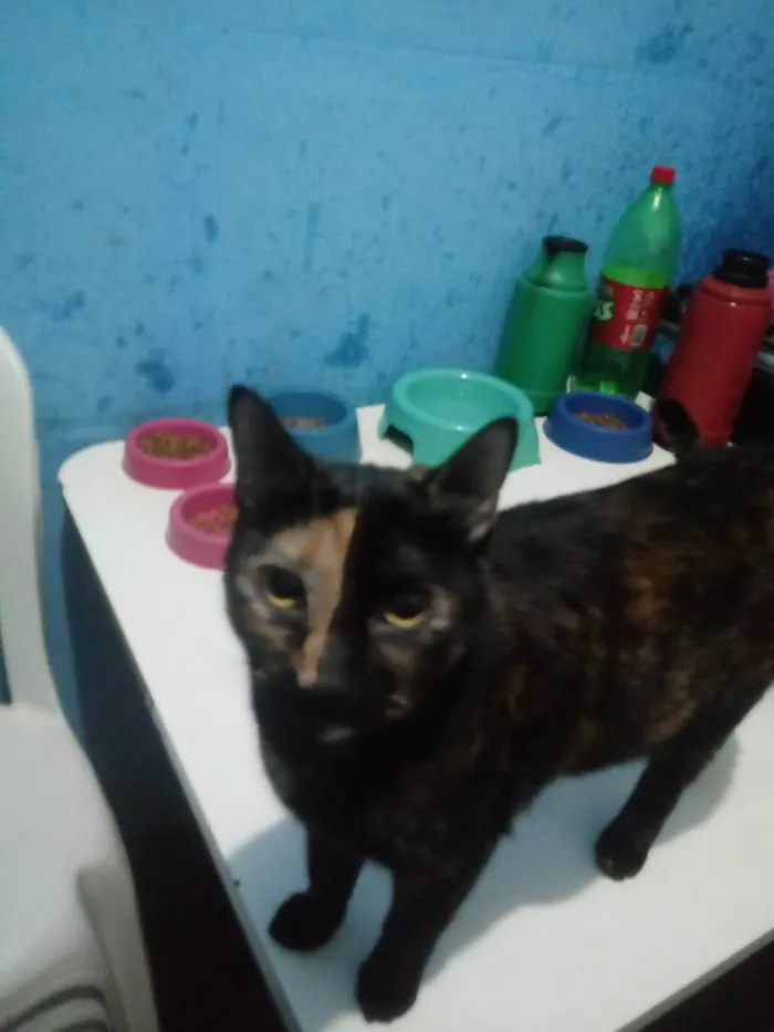 Gato ra a SRD-ViraLata idade 2 anos nome Jussara