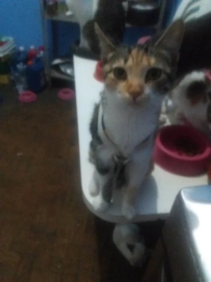 Gato ra a SRD-ViraLata idade 2 a 6 meses nome Serena Sara