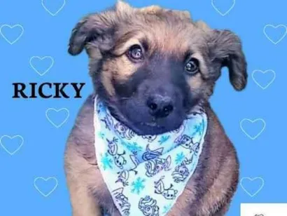 Cachorro raça SRD-ViraLata idade 2 a 6 meses nome Ricky