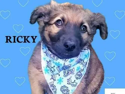 Cachorro ra a SRD-ViraLata idade 2 a 6 meses nome Ricky