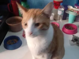 Gato raça SRD-ViraLata idade 2 anos nome Plinio