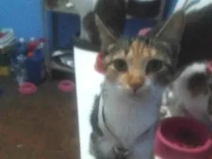 Gato raça SRD-ViraLata idade 2 a 6 meses nome Serena Sara