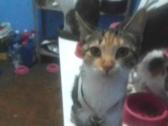 Gato ra a SRD-ViraLata idade 2 a 6 meses nome Serena Sara