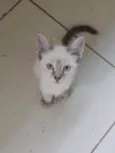 Gatinho