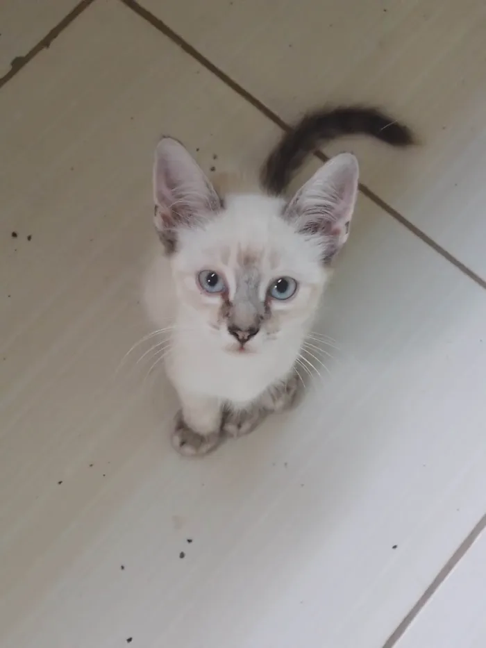 Gato ra a SRD-ViraLata idade 2 a 6 meses nome Gatinho