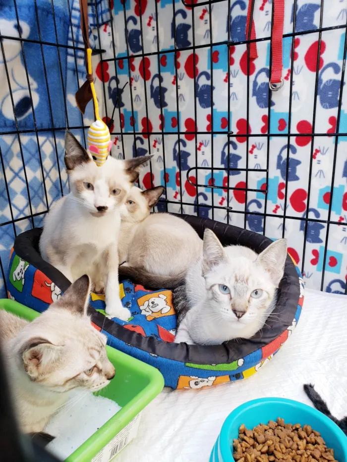 Gato ra a SRD-ViraLata idade 2 a 6 meses nome Ralph, Gino, Armani e Paco