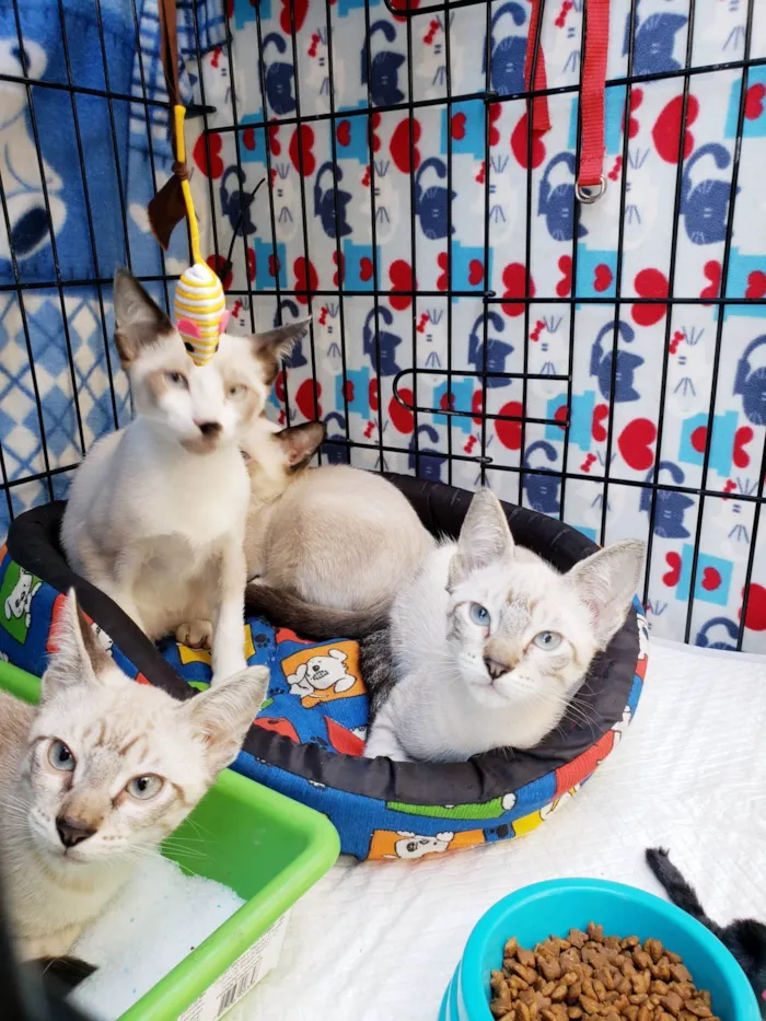 Gato ra a SRD-ViraLata idade 2 a 6 meses nome Ralph, Gino, Armani e Paco