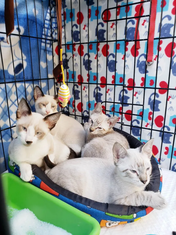 Gato ra a SRD-ViraLata idade 2 a 6 meses nome Ralph, Gino, Armani e Paco