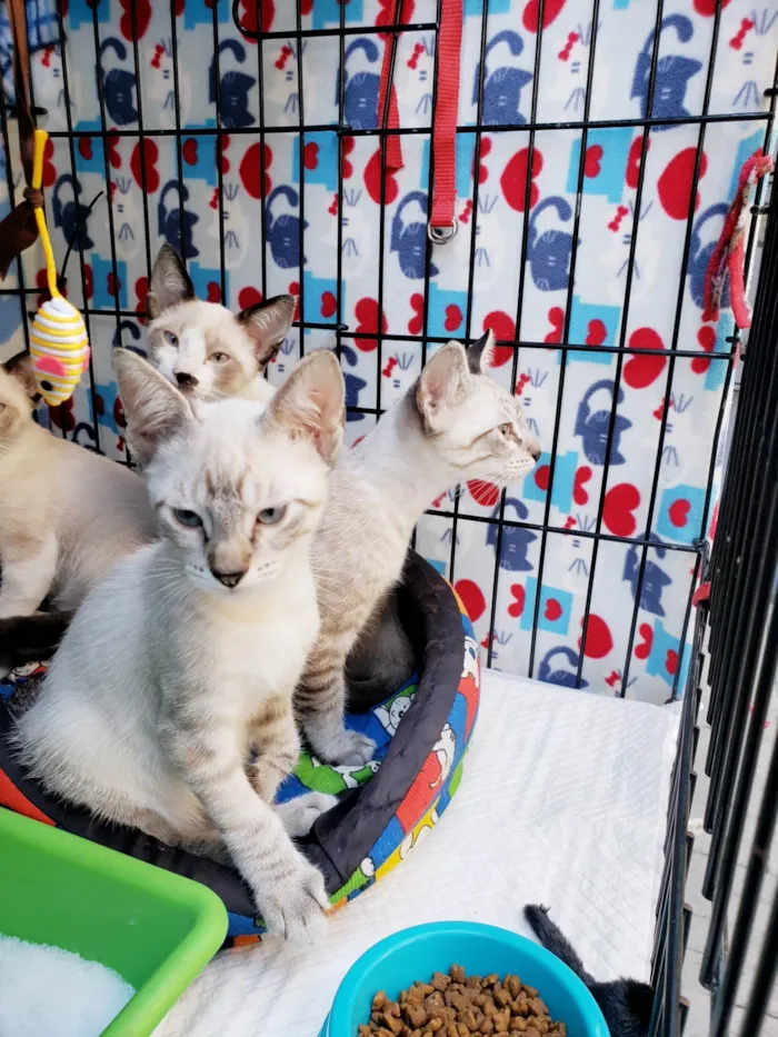 Gato ra a SRD-ViraLata idade 2 a 6 meses nome Ralph, Gino, Armani e Paco