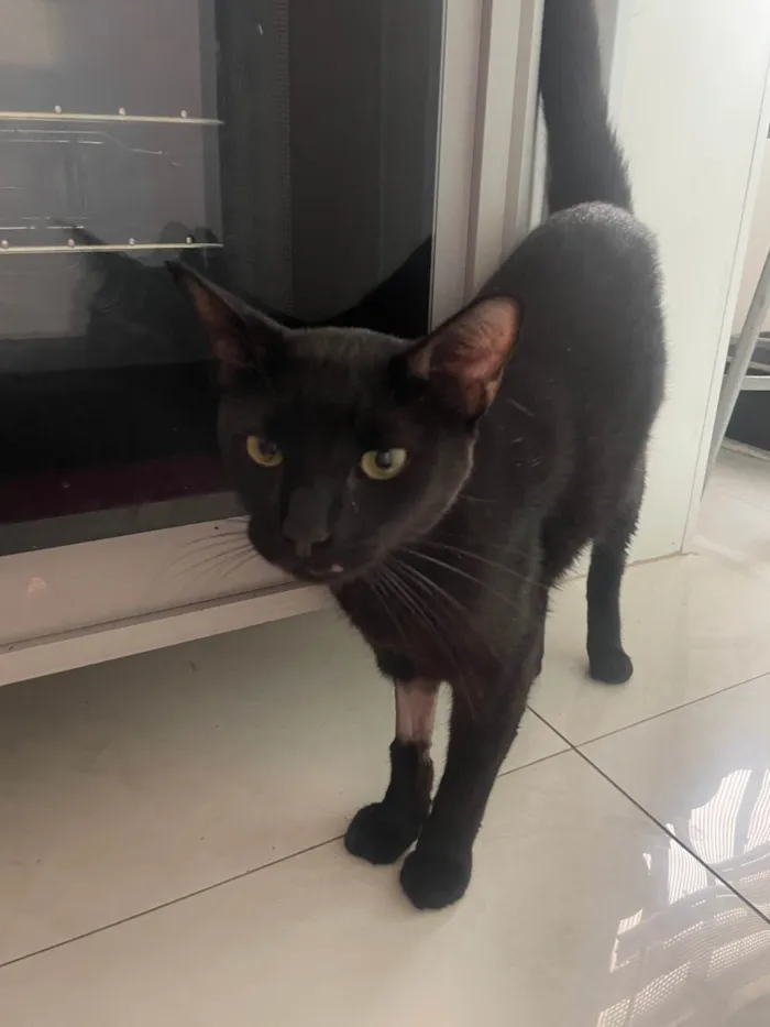 Gato ra a SRD-ViraLata idade 2 anos nome Vitório