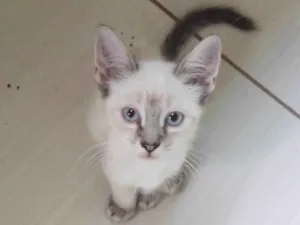 Gato raça SRD-ViraLata idade 2 a 6 meses nome Gatinho