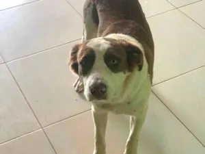 Cachorro raça Husky Siberiano idade 7 a 11 meses nome Scooby