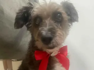 Cachorro raça SRD-ViraLata idade 6 ou mais anos nome Neguinha