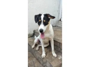 Cachorro raça SRD-ViraLata idade 1 ano nome Jake 