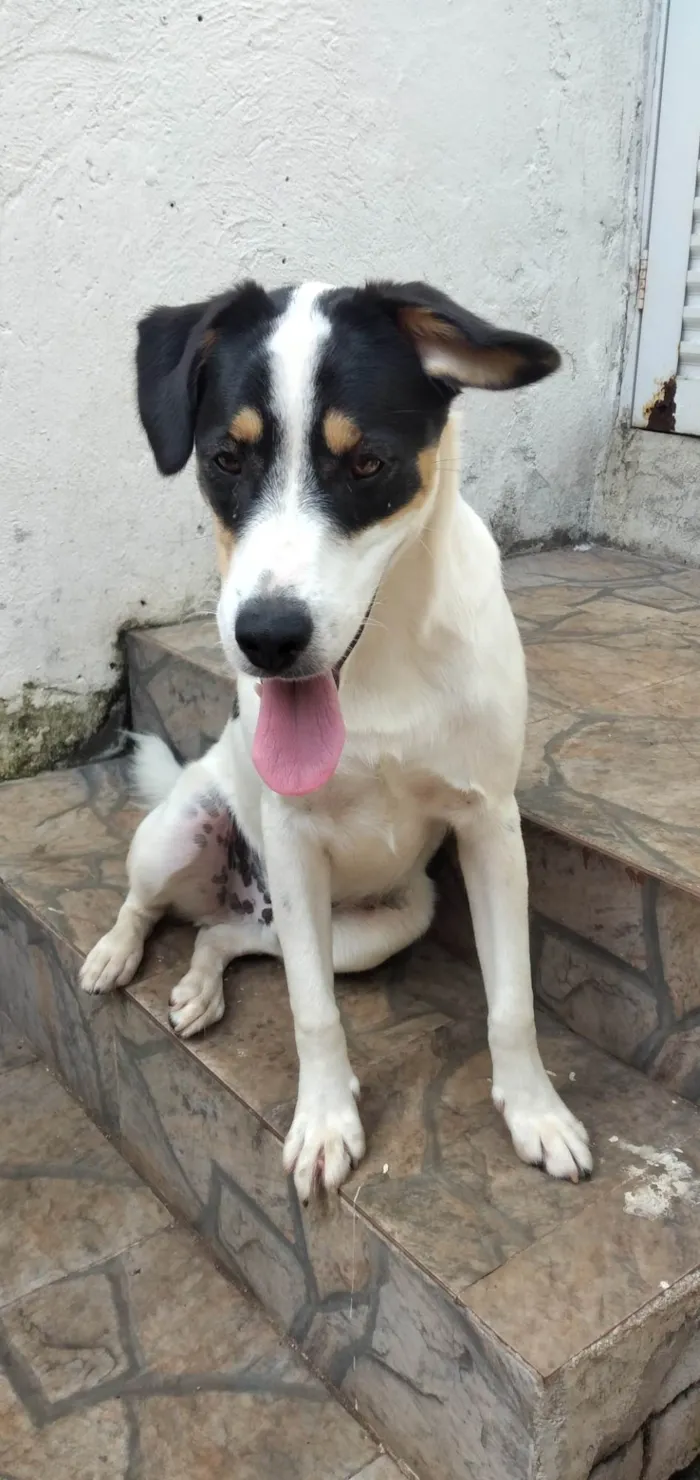 Cachorro ra a SRD-ViraLata idade 1 ano nome Jake 