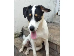 Cachorro raça SRD-ViraLata idade 1 ano nome Jake 