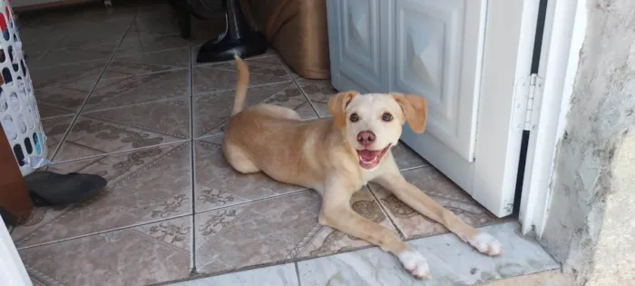 Cachorro ra a Labrador idade 2 a 6 meses nome Pandora