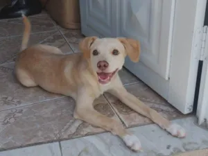 Cachorro raça Labrador idade 2 a 6 meses nome Pandora