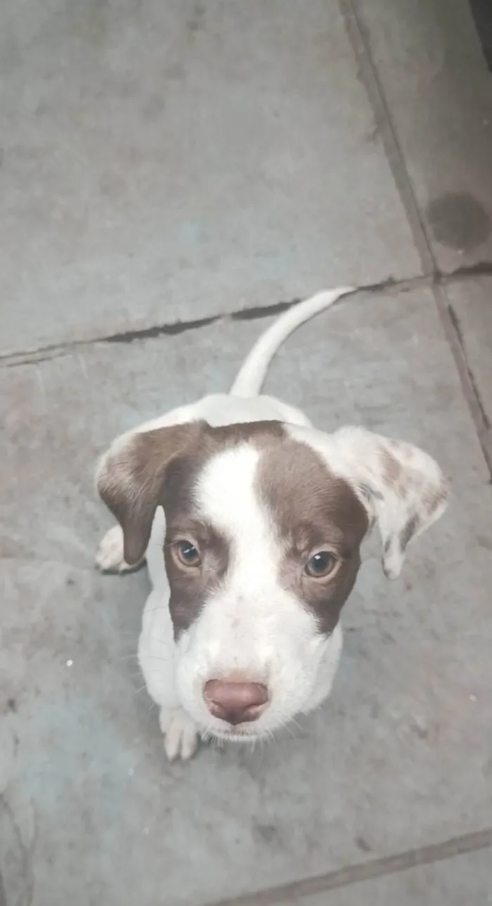 Cachorro ra a SRD-ViraLata idade 2 a 6 meses nome Kiara