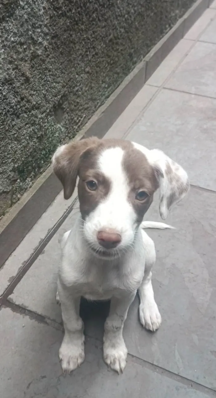 Cachorro ra a SRD-ViraLata idade 2 a 6 meses nome Kiara