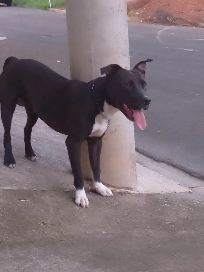 Cachorro ra a Pit-Bull idade 1 ano nome Zeus