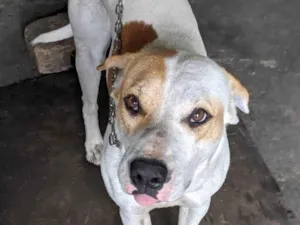 Cachorro raça Pit-Bull idade 2 anos nome PIT PIT