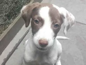 Cachorro raça SRD-ViraLata idade 2 a 6 meses nome Kiara