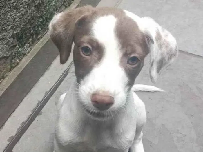 Cachorro ra a SRD-ViraLata idade 2 a 6 meses nome Kiara