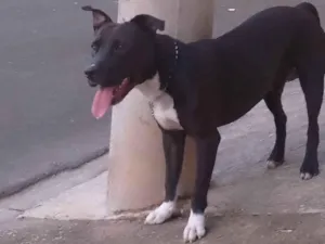 Cachorro raça Pit-Bull idade 1 ano nome Zeus