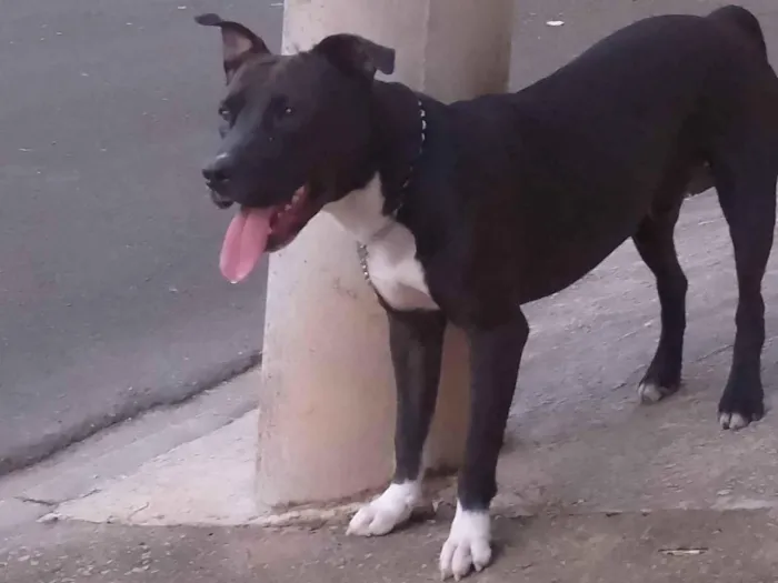 Cachorro ra a Pit-Bull idade 1 ano nome Zeus