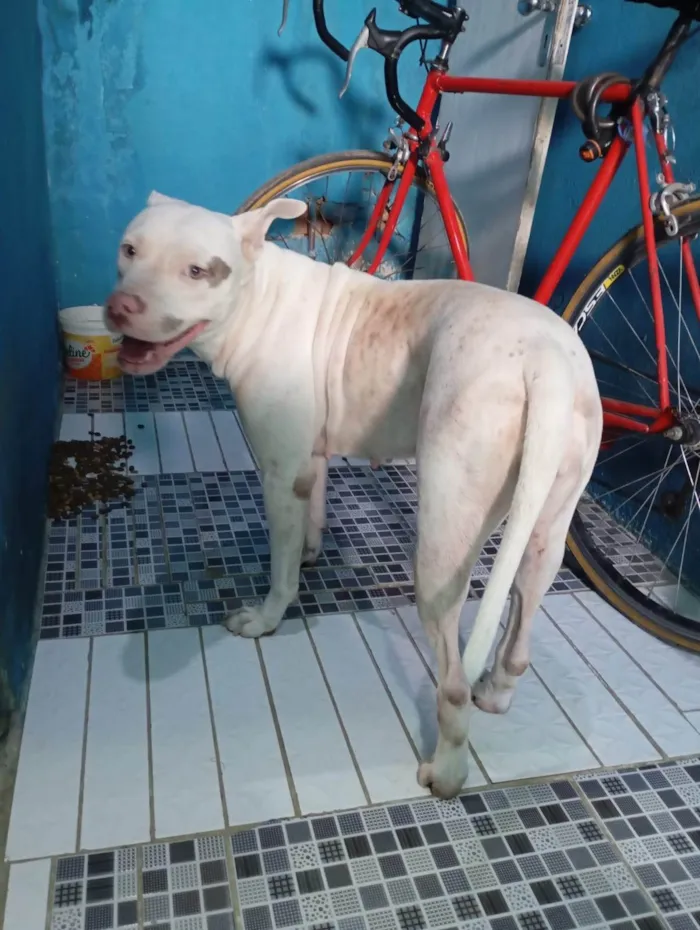 Cachorro ra a Pit-Bull idade 2 anos nome charllote