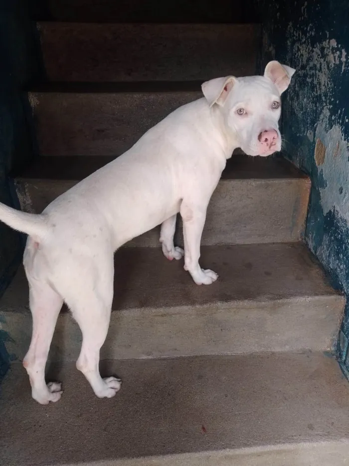 Cachorro ra a Pit-Bull idade 2 anos nome charllote