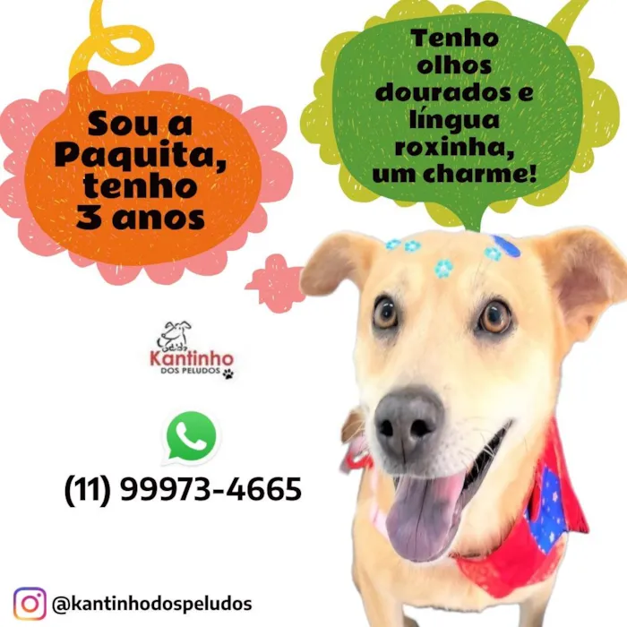 Cachorro ra a SRD-ViraLata idade 3 anos nome Paquita