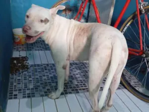 Cachorro raça Pit-Bull idade 2 anos nome charllote