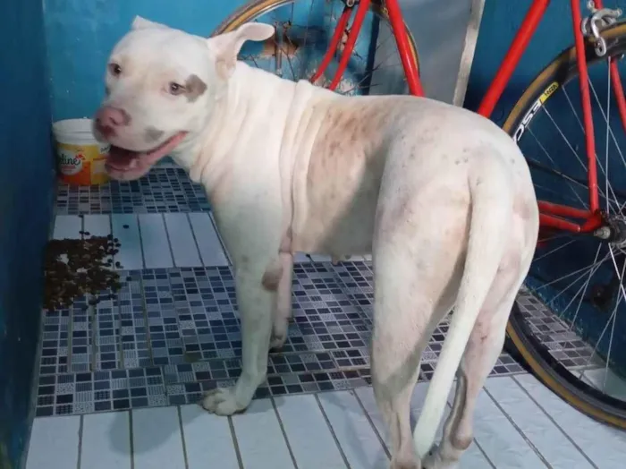 Cachorro ra a Pit-Bull idade 2 anos nome charllote