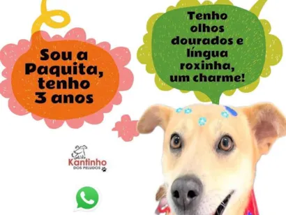 Cachorro raça SRD-ViraLata idade 3 anos nome Paquita