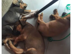 Cachorro raça SRD-ViraLata idade Abaixo de 2 meses nome Aumiguinho 