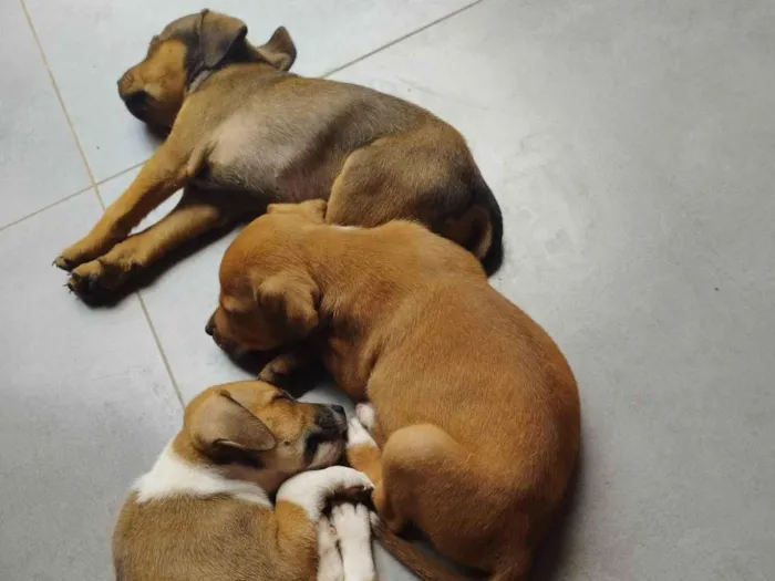 Cachorro ra a SRD-ViraLata idade Abaixo de 2 meses nome Aumiguinho 