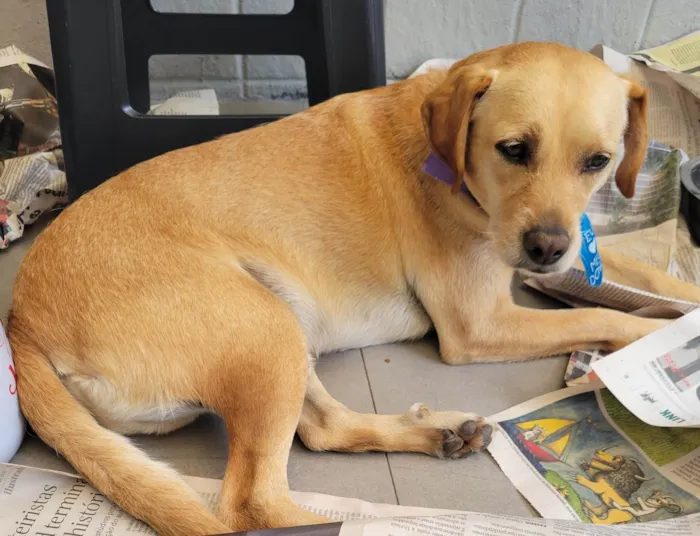 Cachorro ra a SRD-ViraLata idade 1 ano nome AMERELO