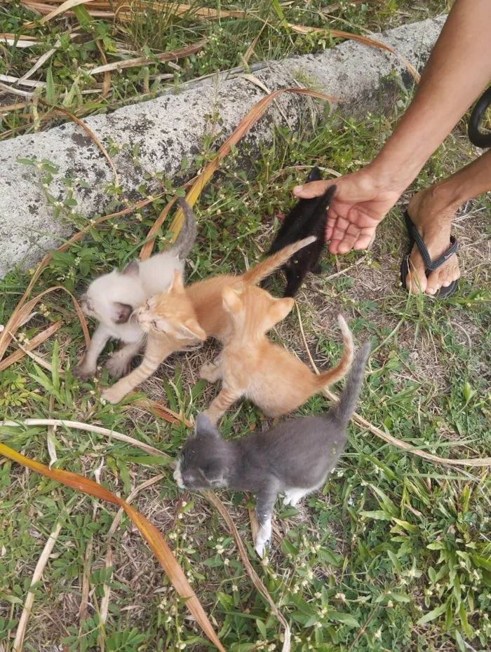 Gato ra a Angorá idade Abaixo de 2 meses nome Guerreiros