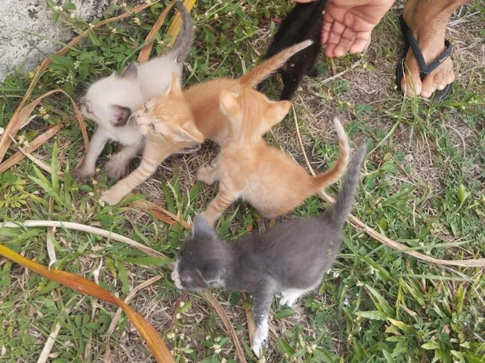 Gato ra a Angorá idade Abaixo de 2 meses nome Guerreiros