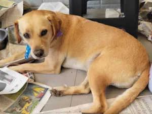 Cachorro raça SRD-ViraLata idade 1 ano nome AMERELO