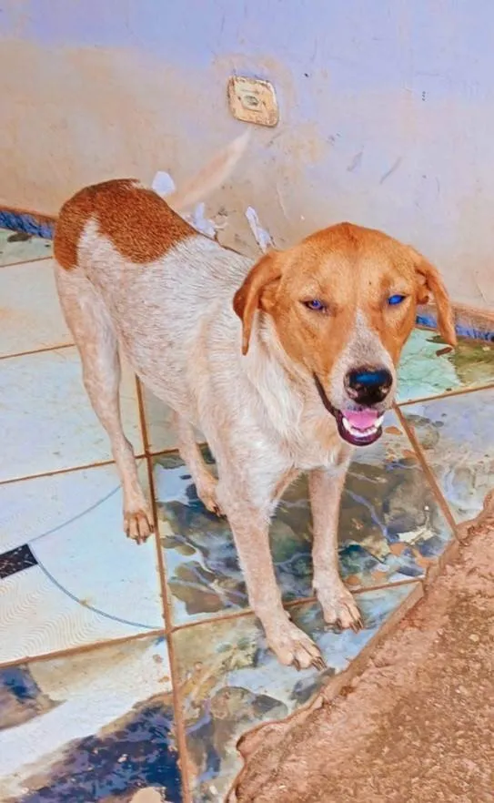 Cachorro ra a SRD-ViraLata idade 1 ano nome Mel